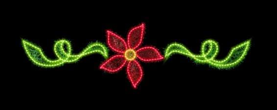 Flor de nochebuena con hojas verdes